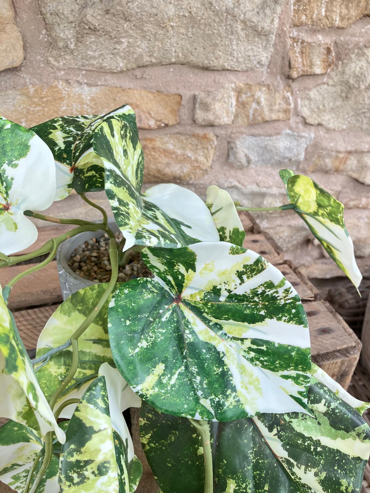 Scindapsus hanging bush green/white 90cm