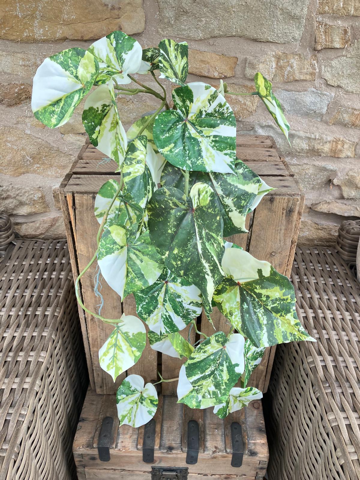 Scindapsus hanging bush green/white 90cm