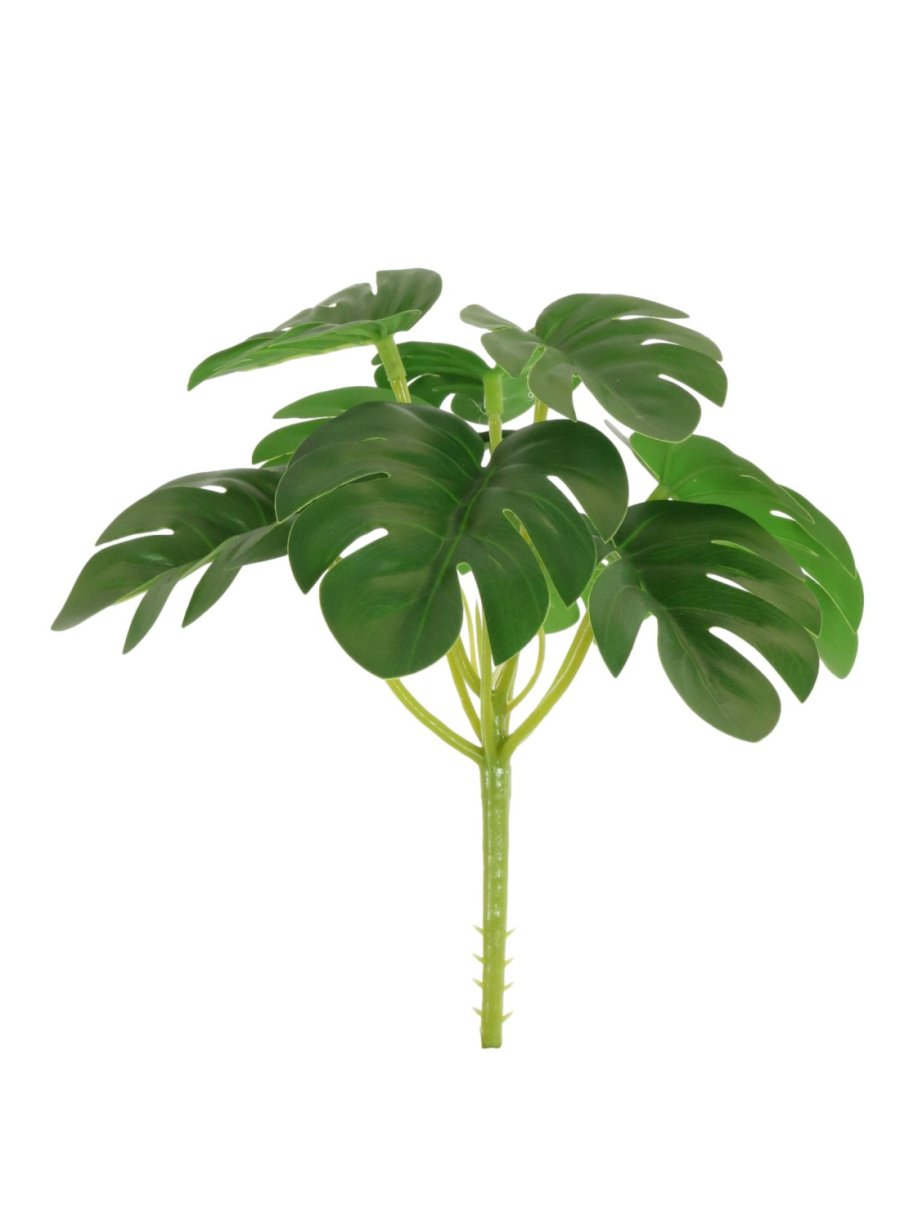 Mini Monstera Bunch with or without pot