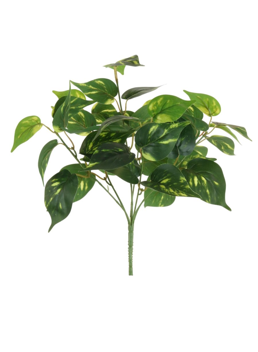 Philodendron Leaf Large Bunch With or Without Pot