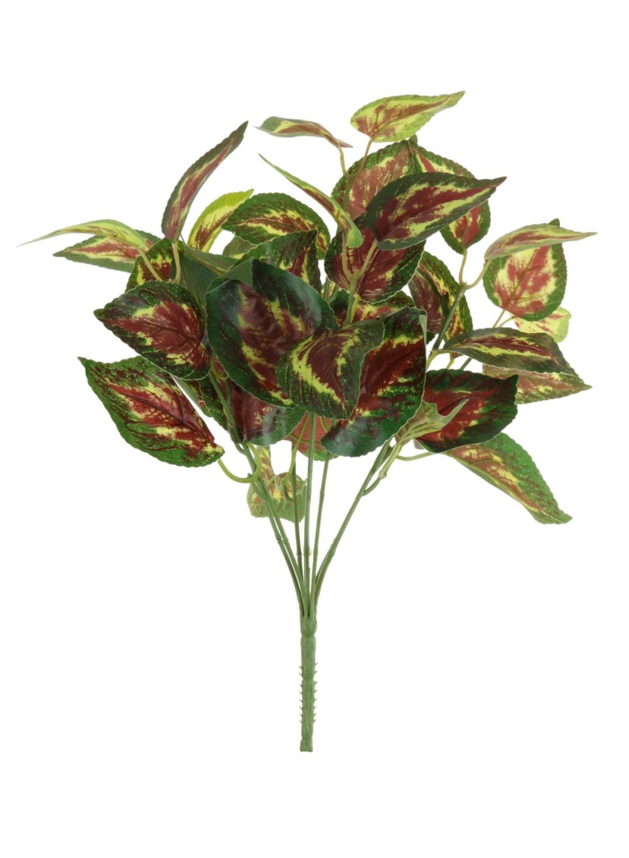 Coleus Orb Leaf Large Bunch With Or Without Pot