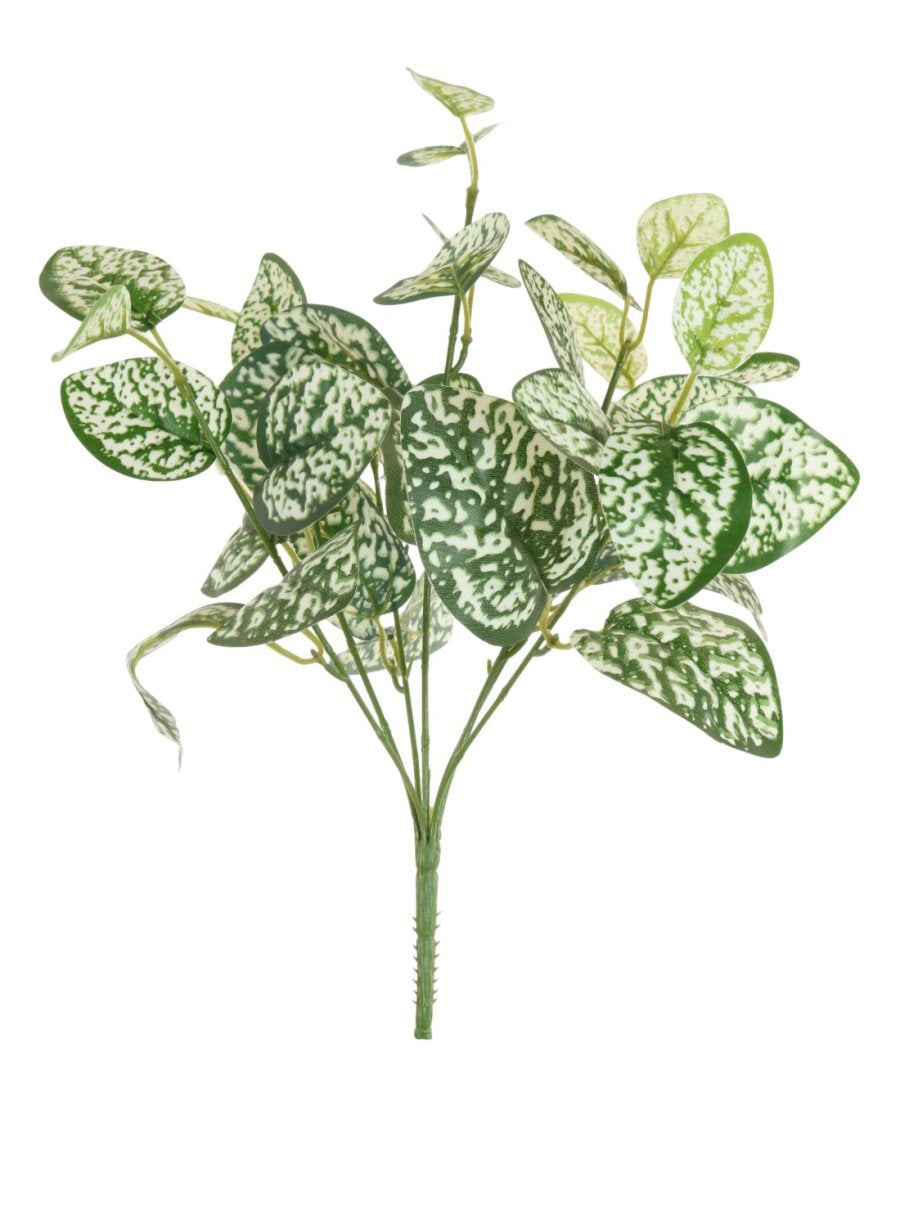 Hypoestes Phyllostachya Large Bunch With Or Without Pot