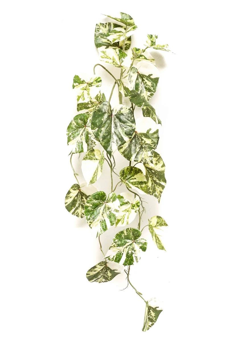 Scindapsus hanging bush green/white 90cm