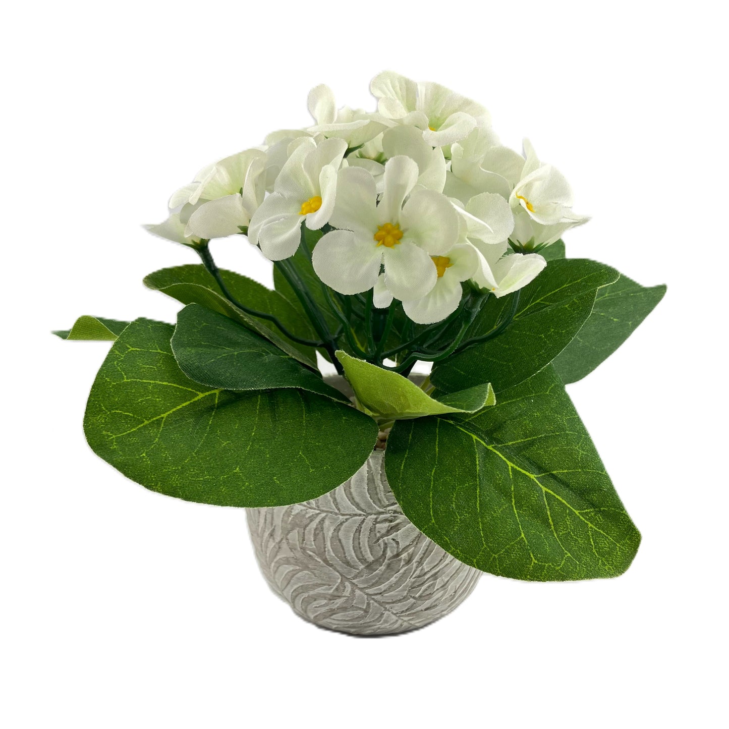 African Violet in a Fern Pot - Cream