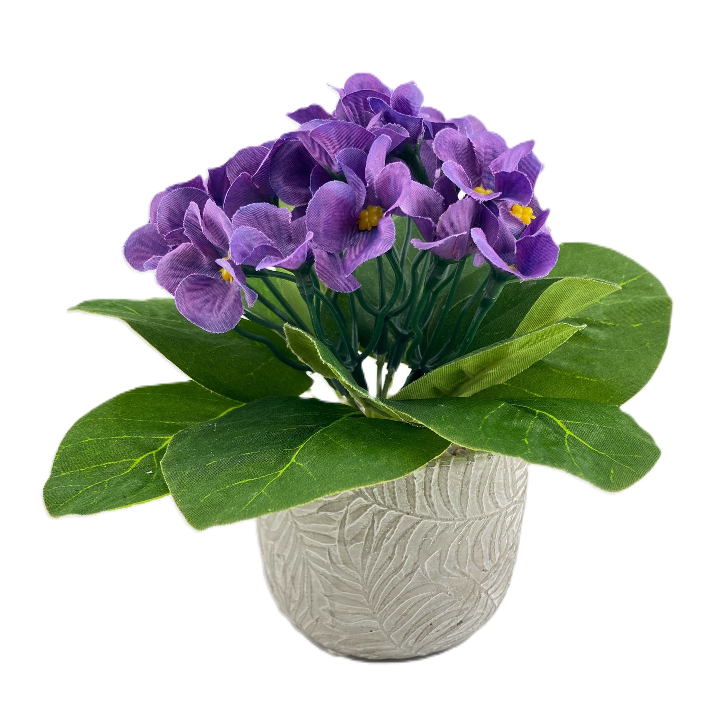 African Violet in a Fern Pot - Purple