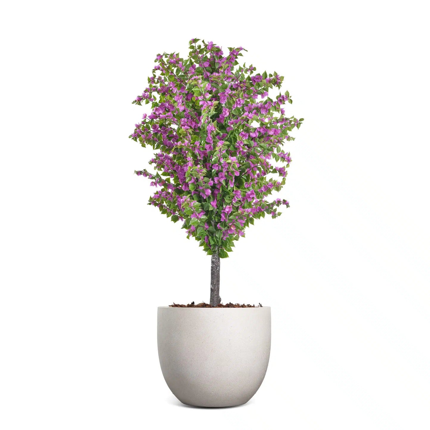 Amalfi Bloom Bougainvillea