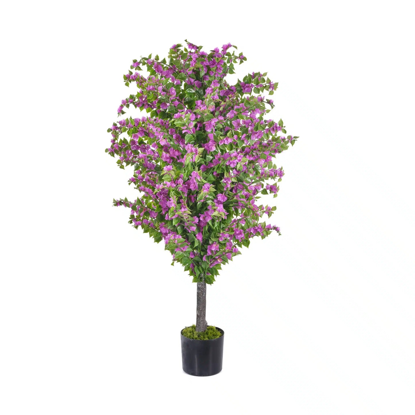Amalfi Bloom Bougainvillea