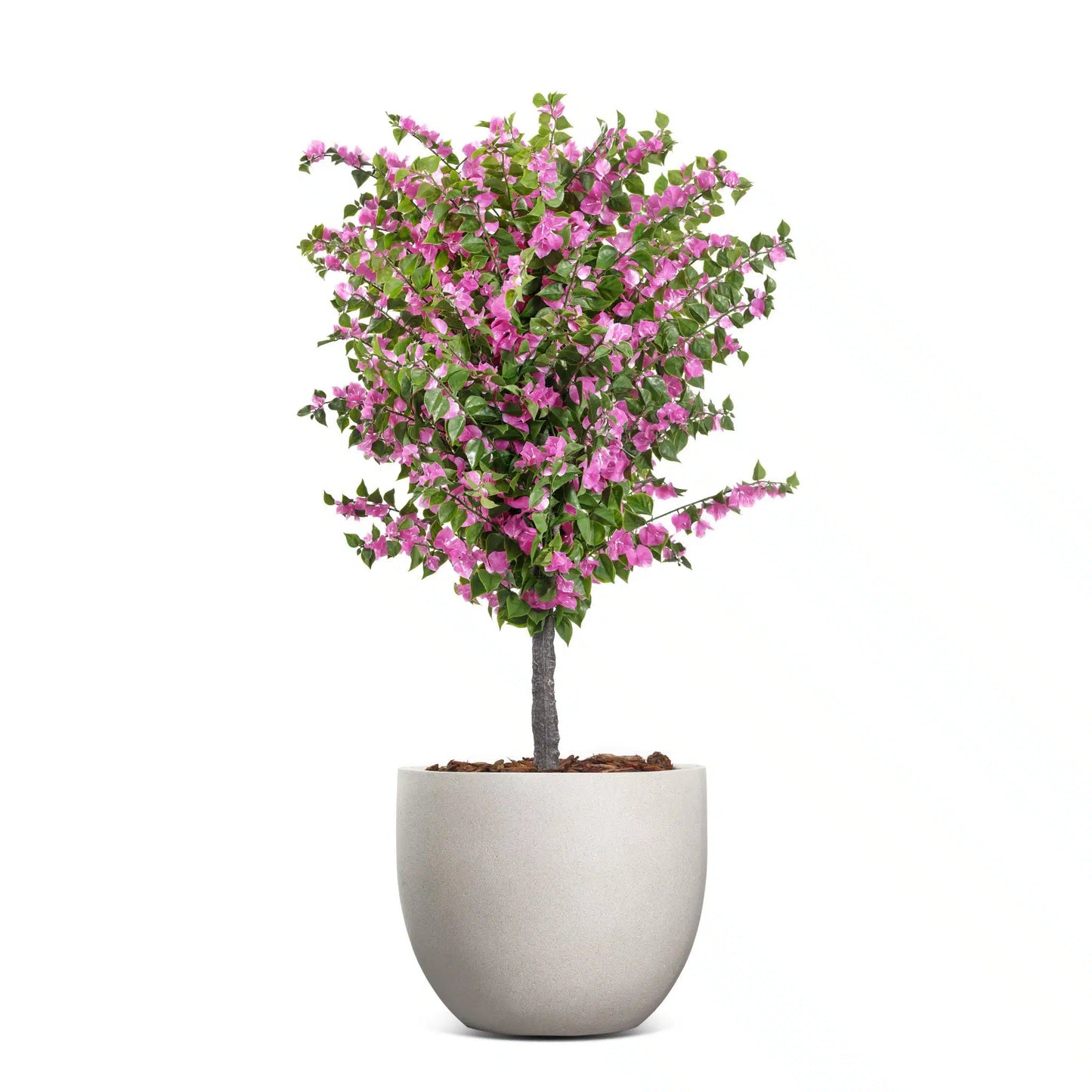Amalfi Bloom Bougainvillea