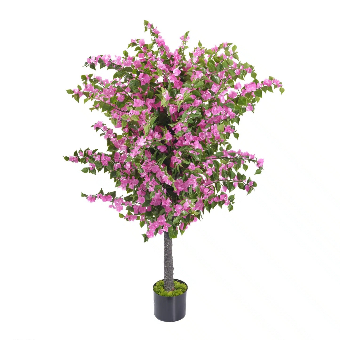 Amalfi Bloom Bougainvillea