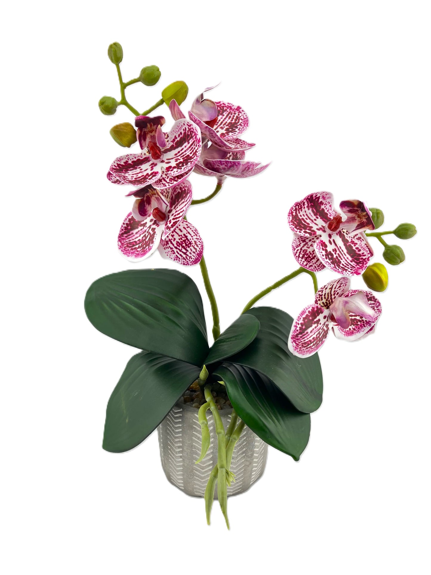 2 Stem Mini Phal Orchid Arrangement - Pink Speckled in Pot