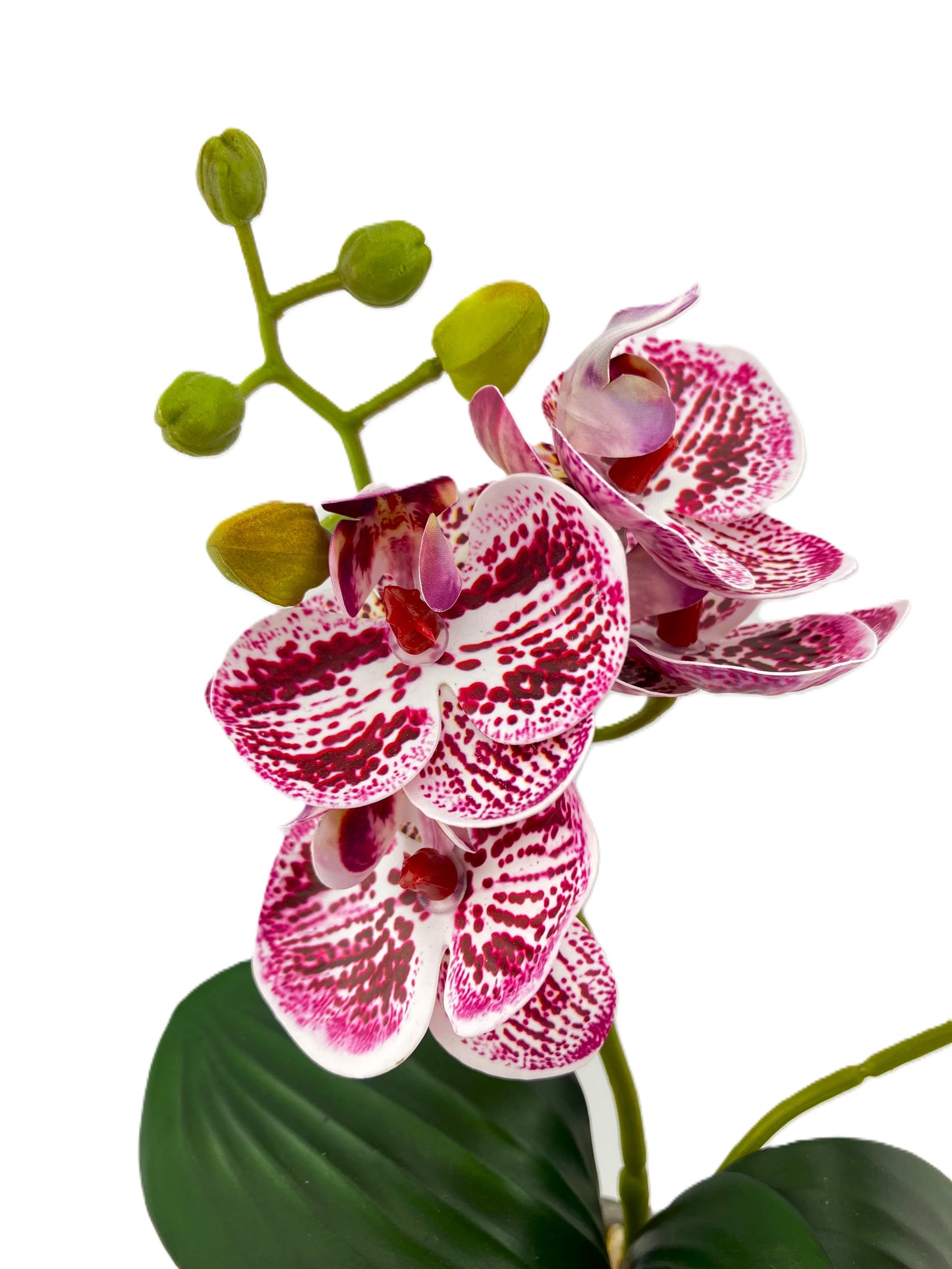 2 Stem Mini Phal Orchid Arrangement - Pink Speckled in Pot