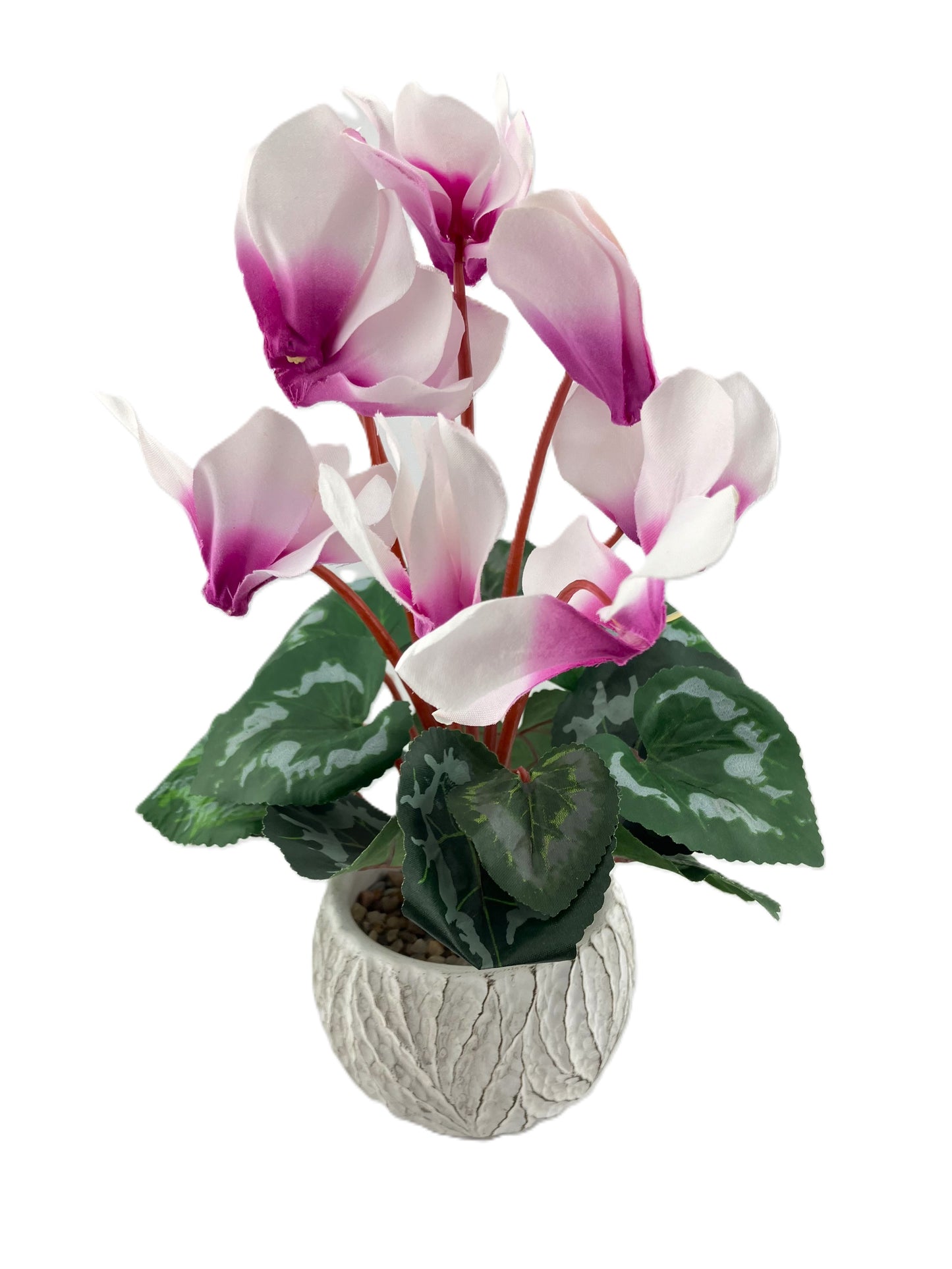 Pink Cyclamen in Round Oakland Pot