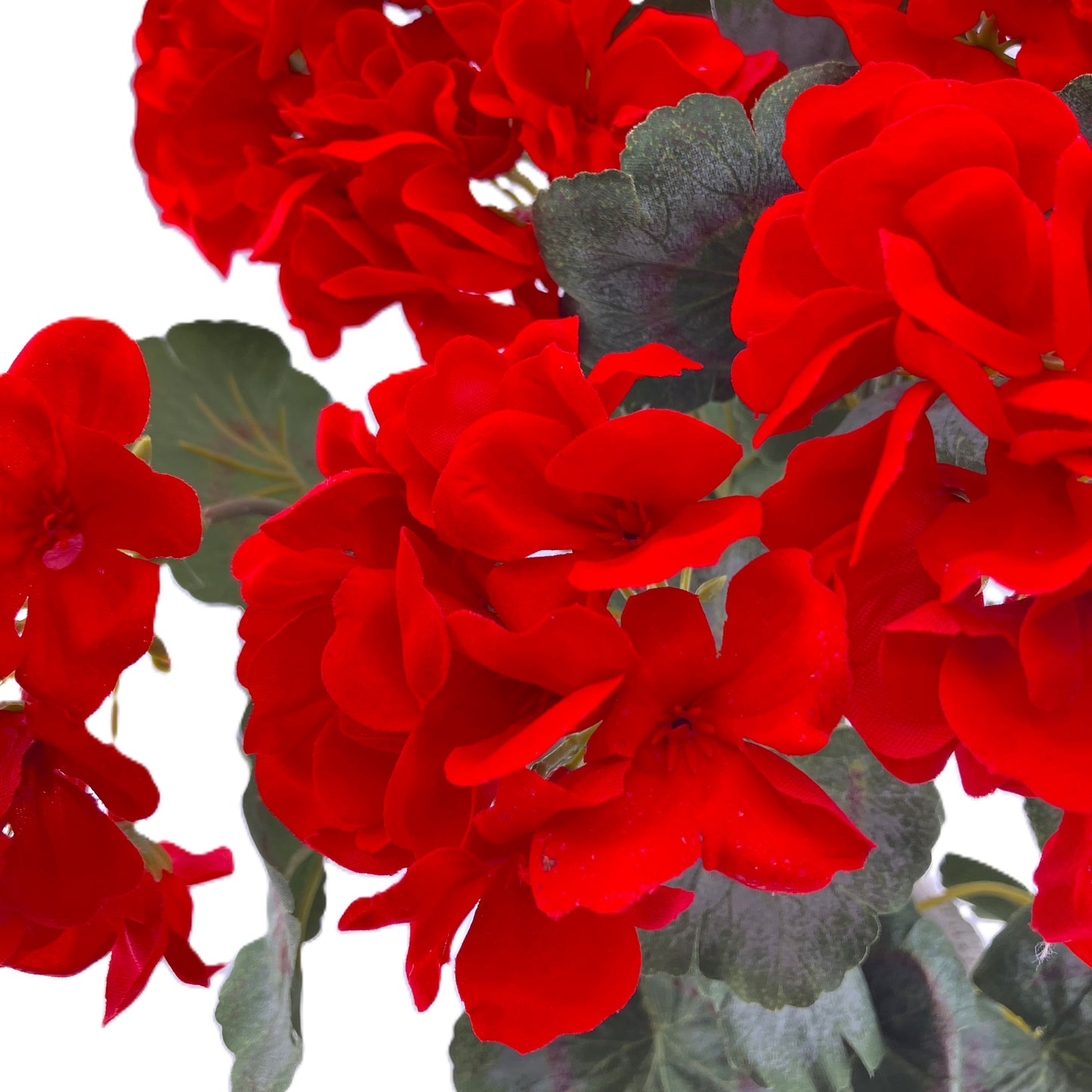 Geranium Bunch - Red
