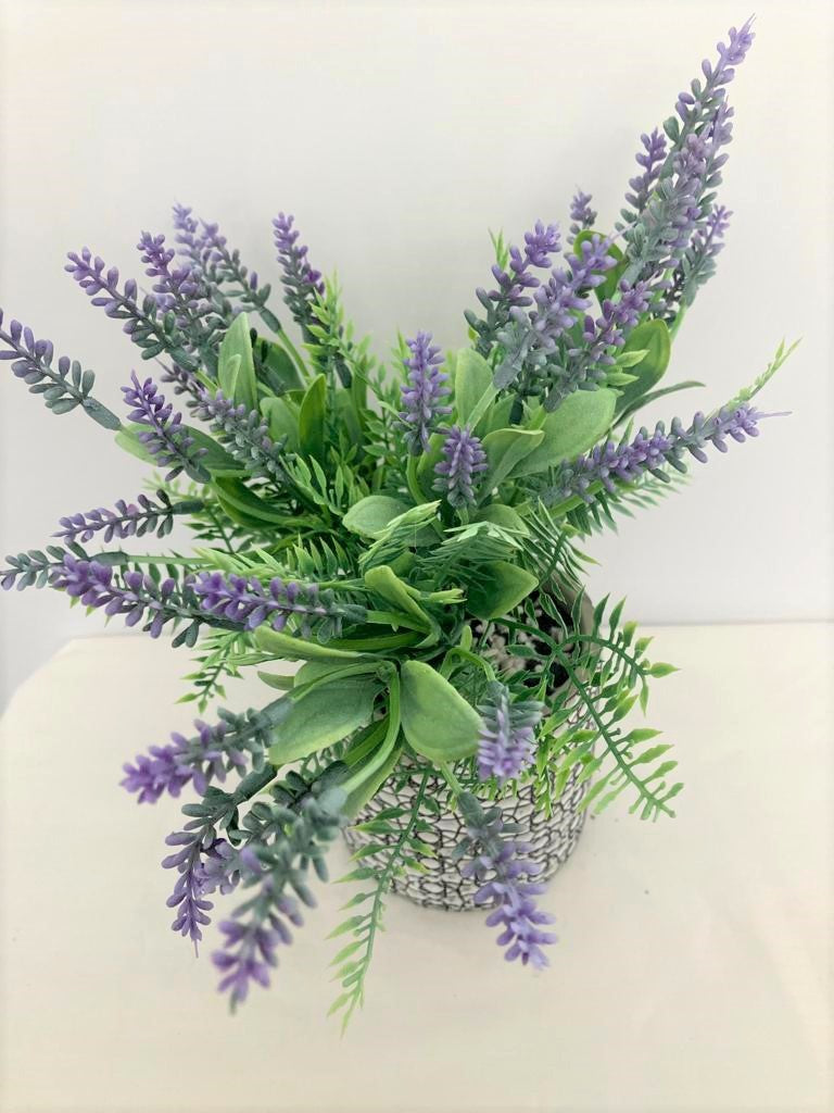 Lavender Bunch in Albany Pot