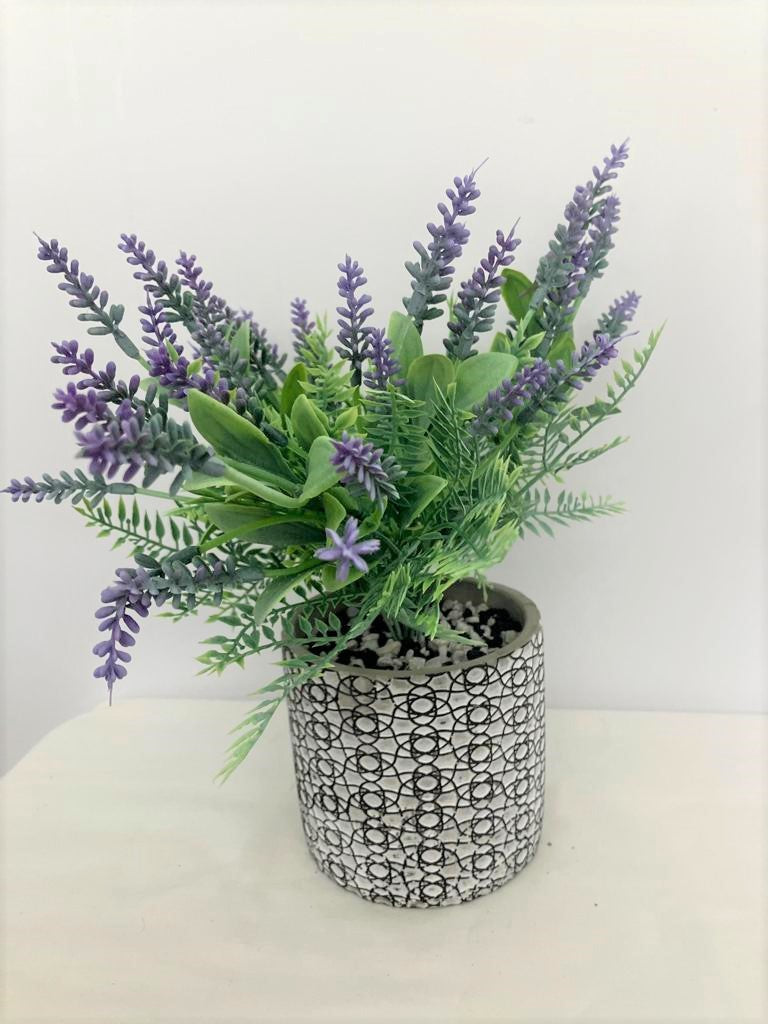 Lavender Bunch in Albany Pot