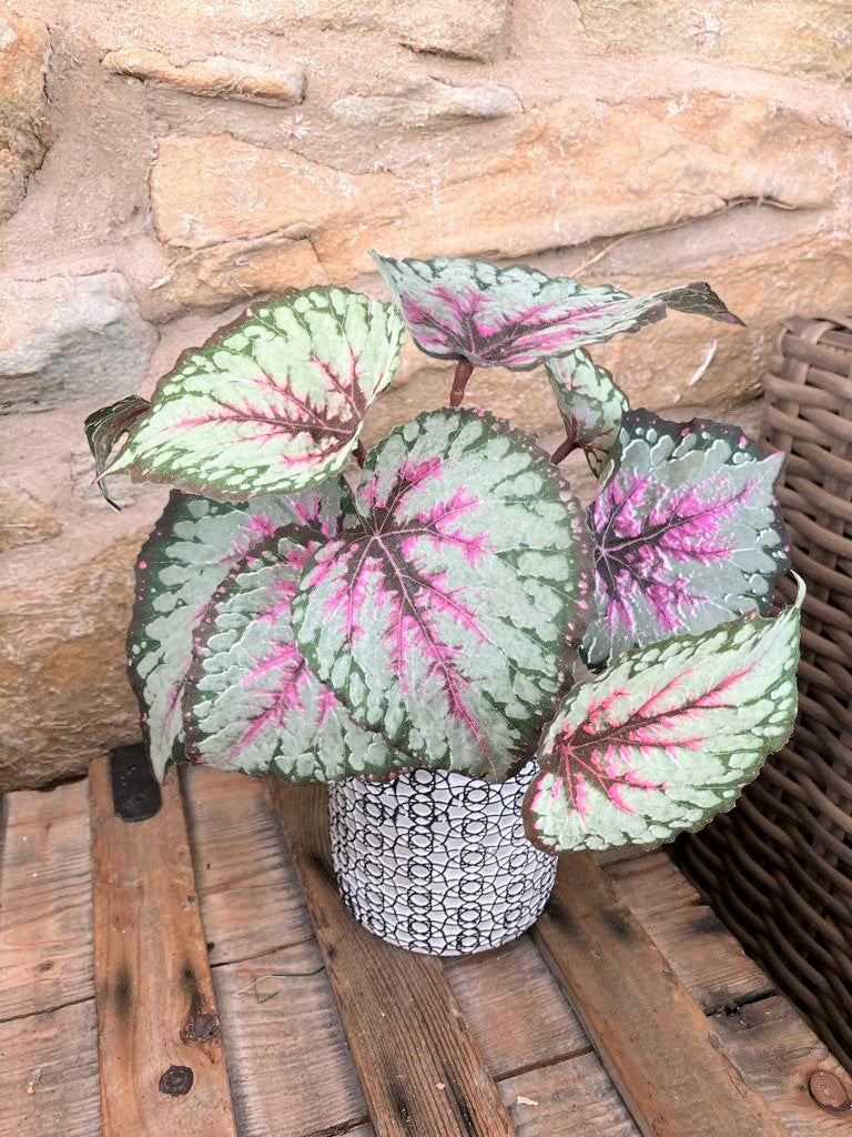 Artificial Begonia Leaves Bush in Albany Pot
