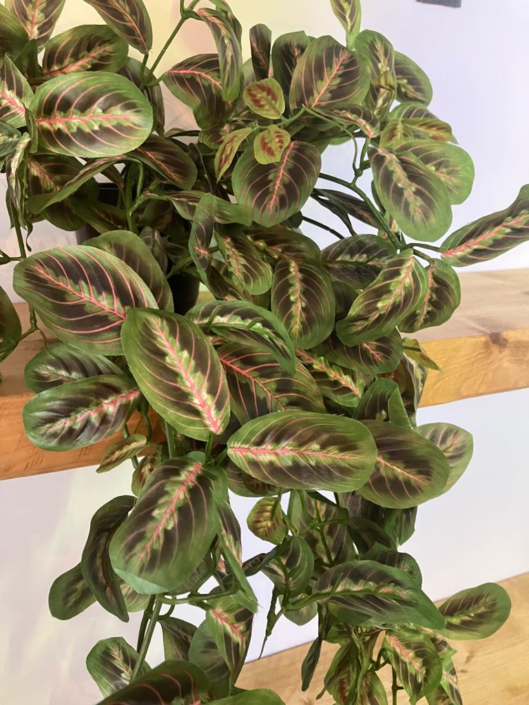 6 X Artificial Maranta