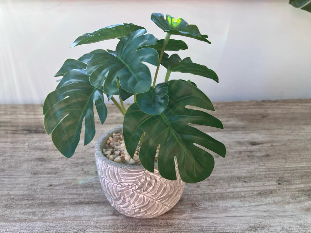 Mini Monstera Bunch with or without pot