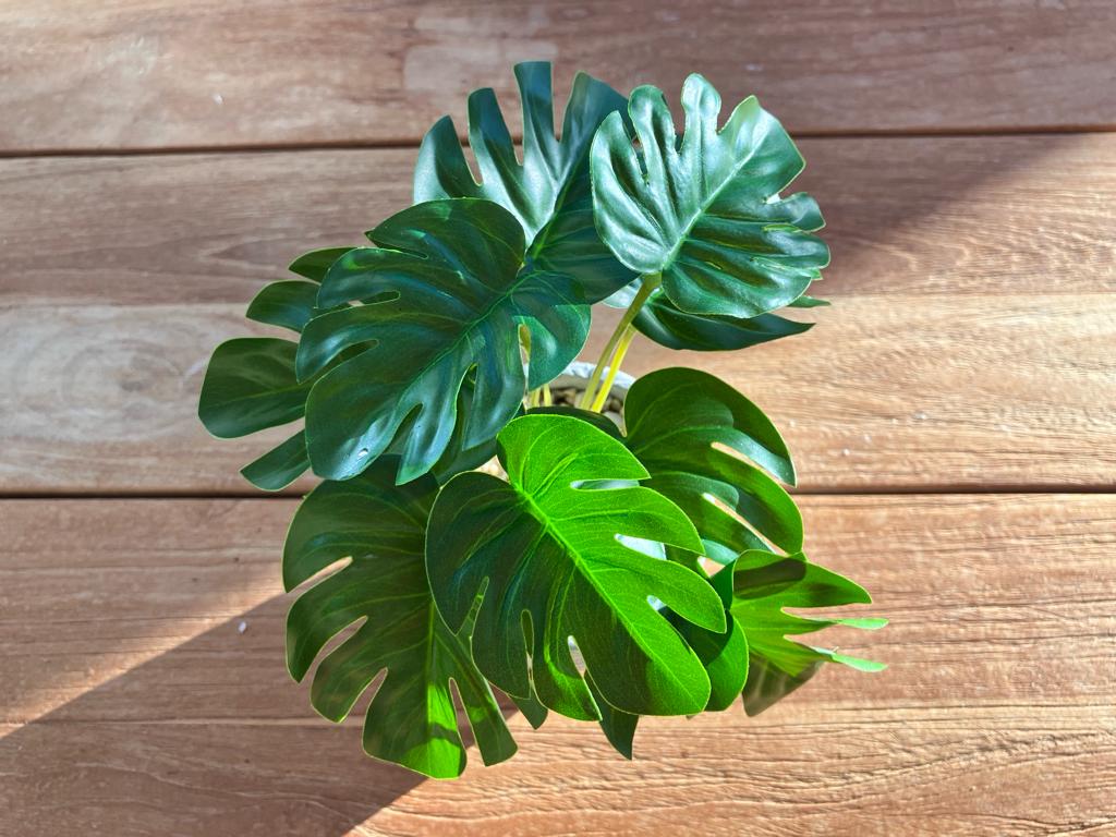 Mini Monstera Bunch with or without pot