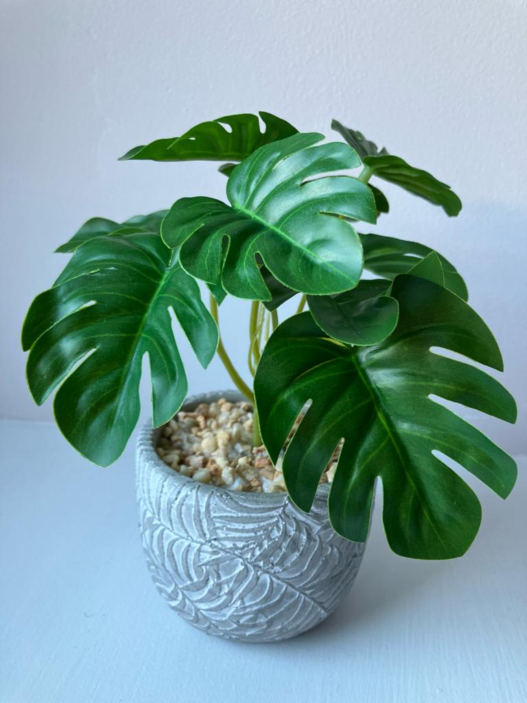 Mini Monstera Bunch with or without pot