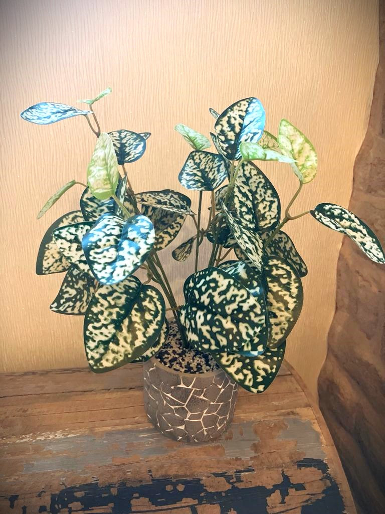 Hypoestes Phyllostachya Large Bunch With Or Without Pot
