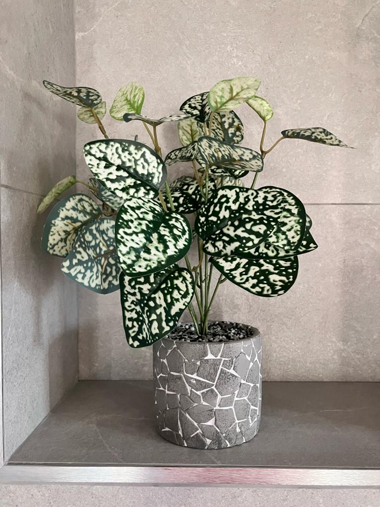 Hypoestes Phyllostachya Large Bunch With Or Without Pot