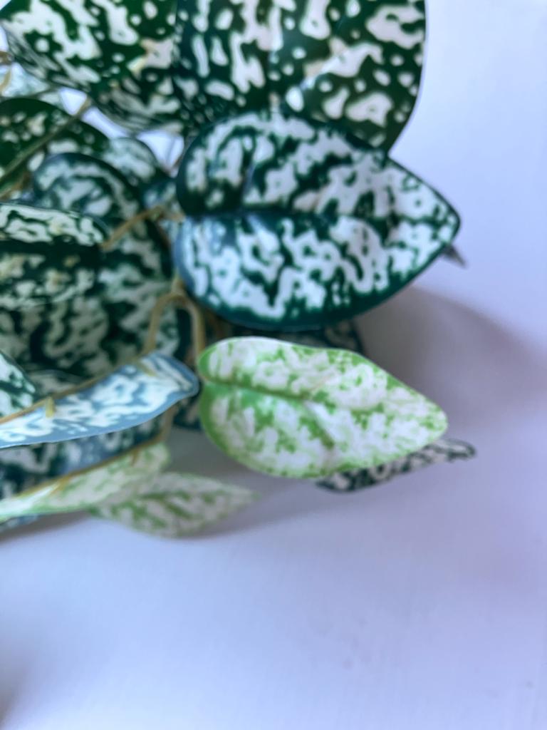Hypoestes Phyllostachya Large Bunch With Or Without Pot