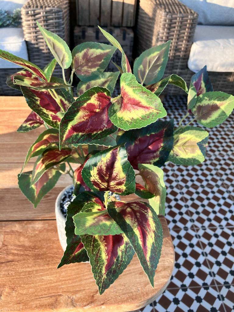 Coleus Orb Leaf Large Bunch With Or Without Pot