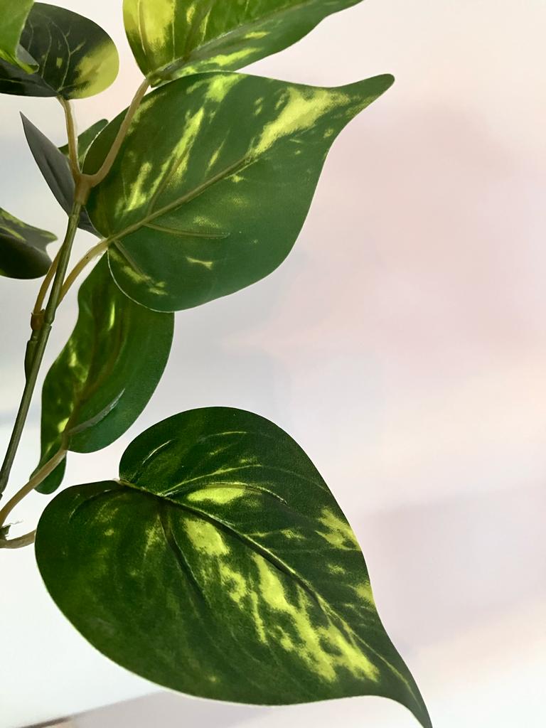 Philodendron Leaf Large Bunch With or Without Pot