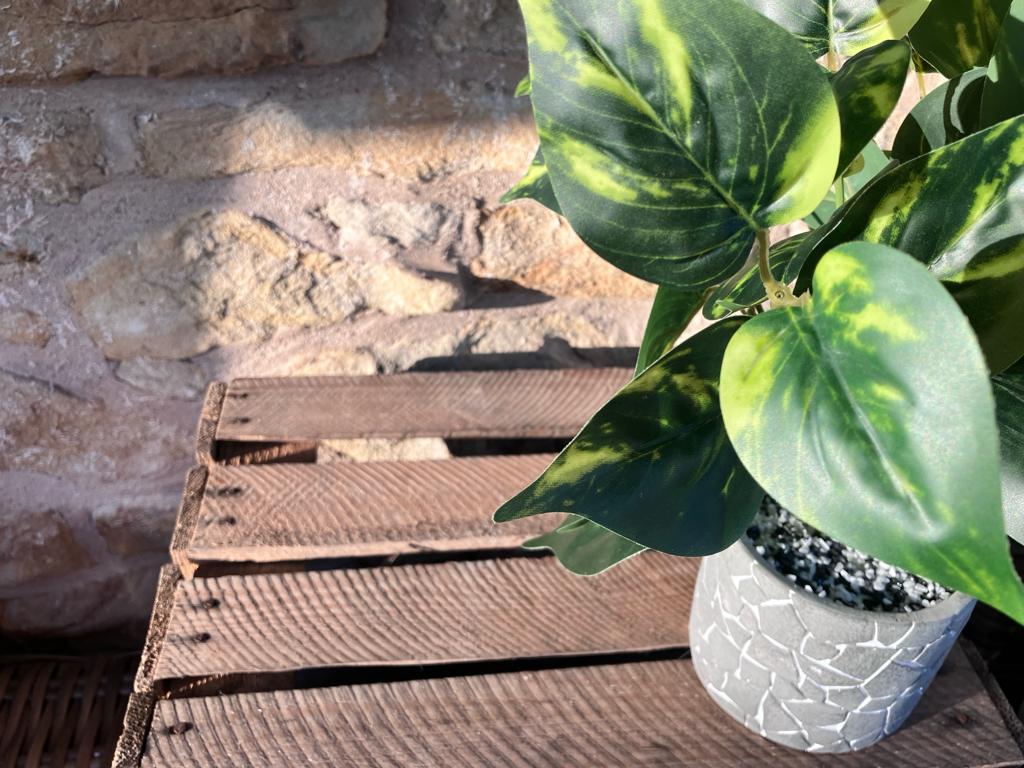 Philodendron Leaf Large Bunch With or Without Pot