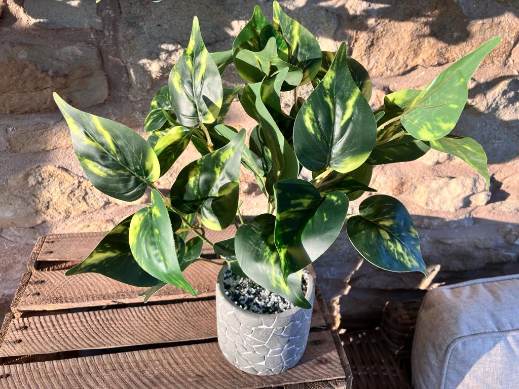 Philodendron Leaf Large Bunch With or Without Pot