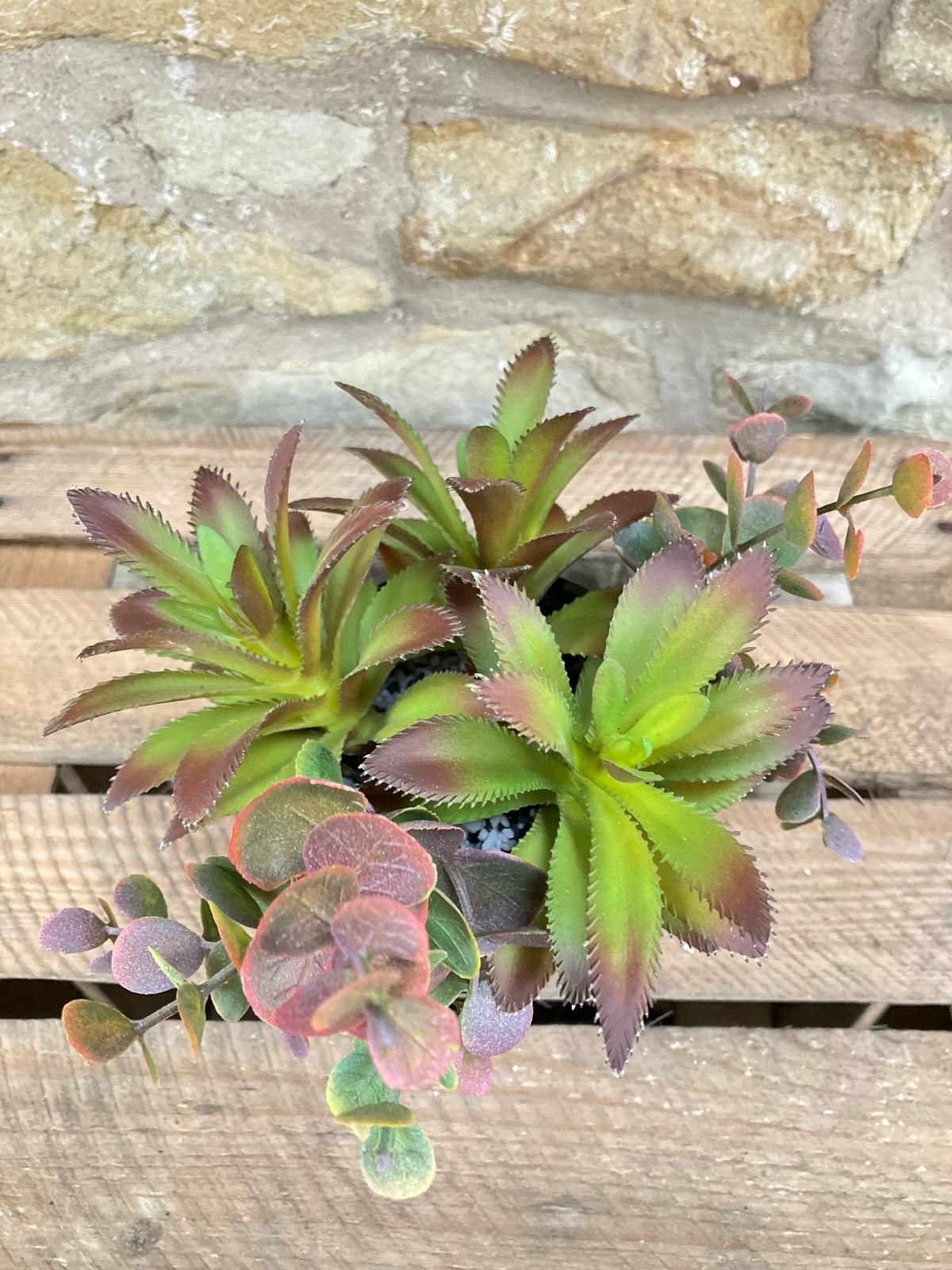 Trio Of Succulents in Black Ribbed Pot