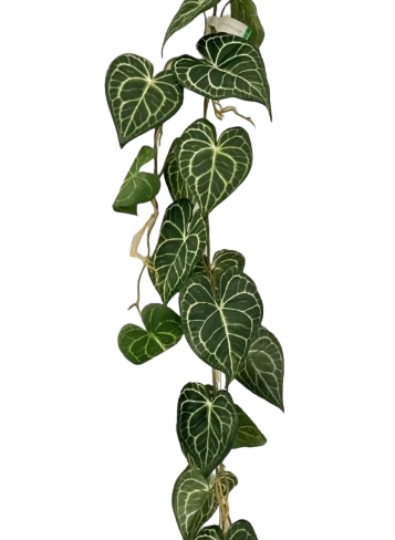 Artificial Trailing Athurium Silk Printed Vine  - 110cm