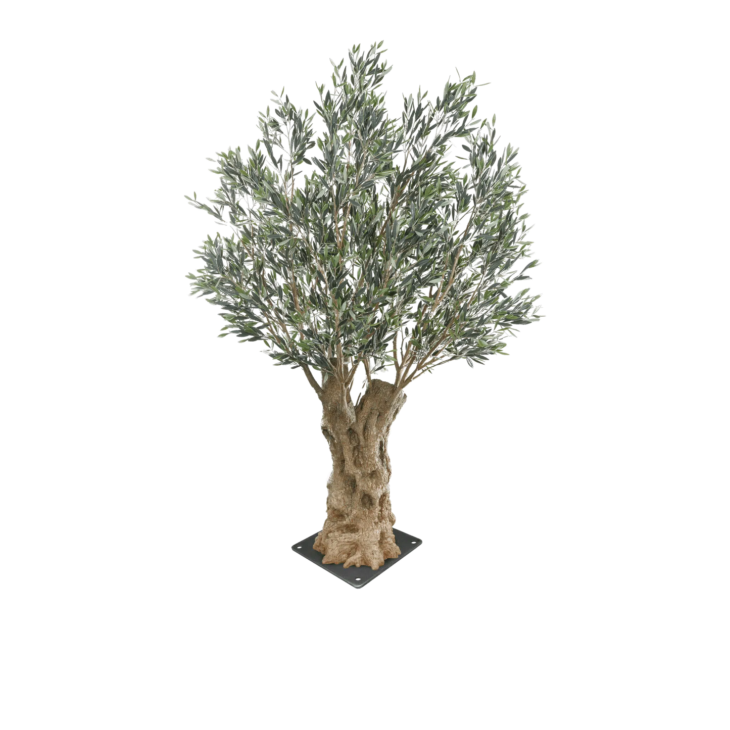 Olea Bella Mature Olive Tree