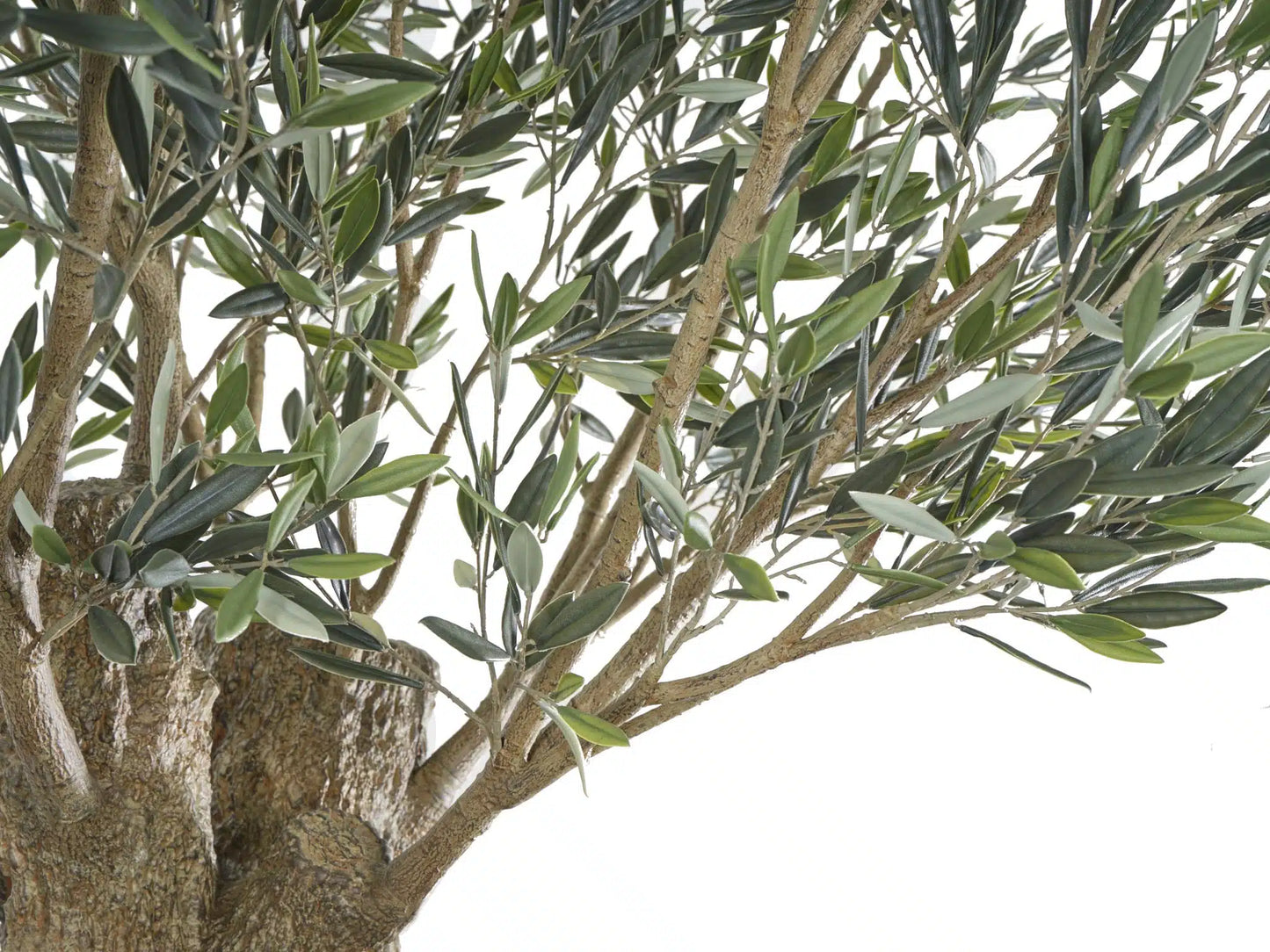 Olea Bella Mature Olive Tree