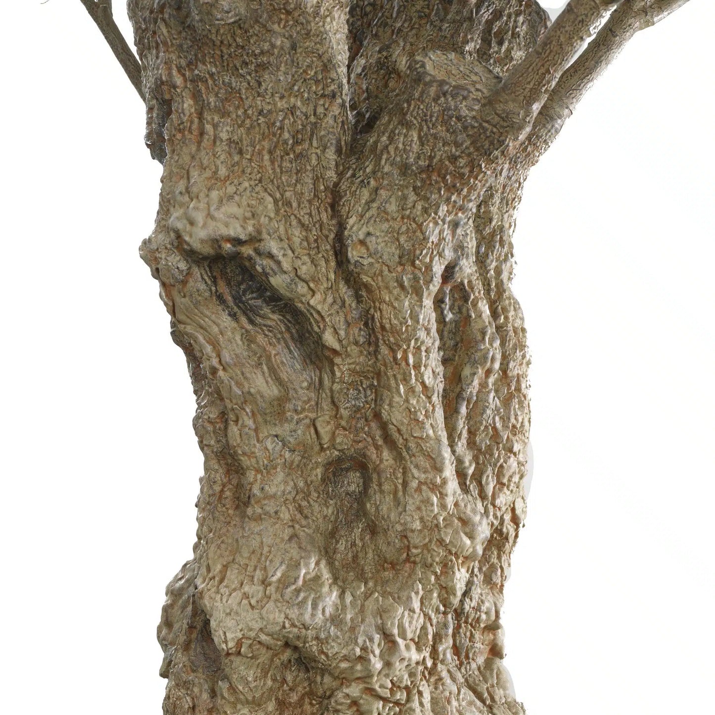 Olea Bella Mature Olive Tree