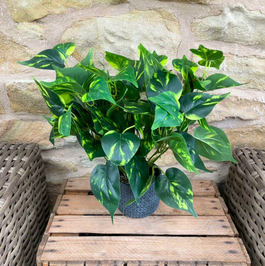 Philodendron Leaf Extra Large Bunch With or Without Pot