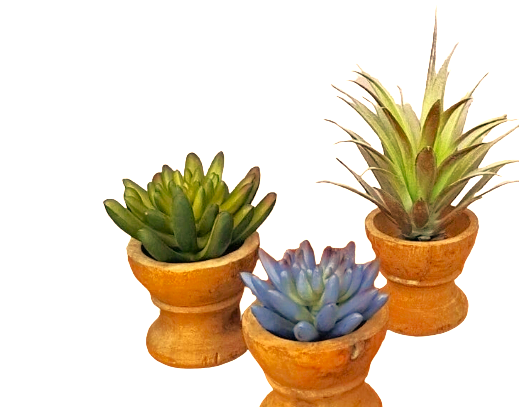 Succulent Mix X3 In Wooden Pot