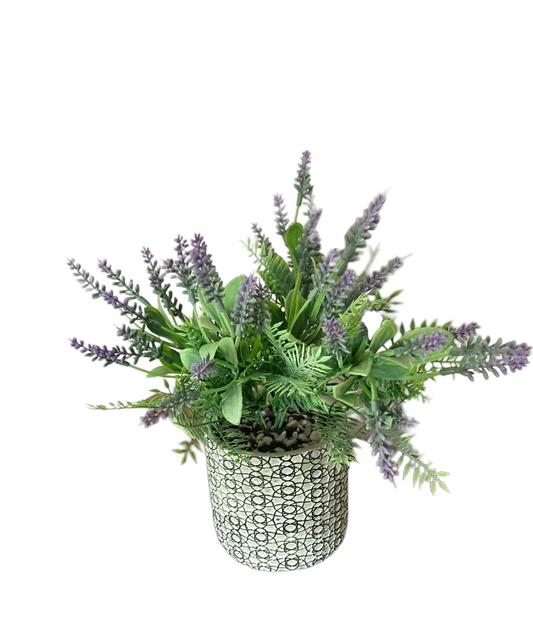 Lavender Bunch in Albany Pot