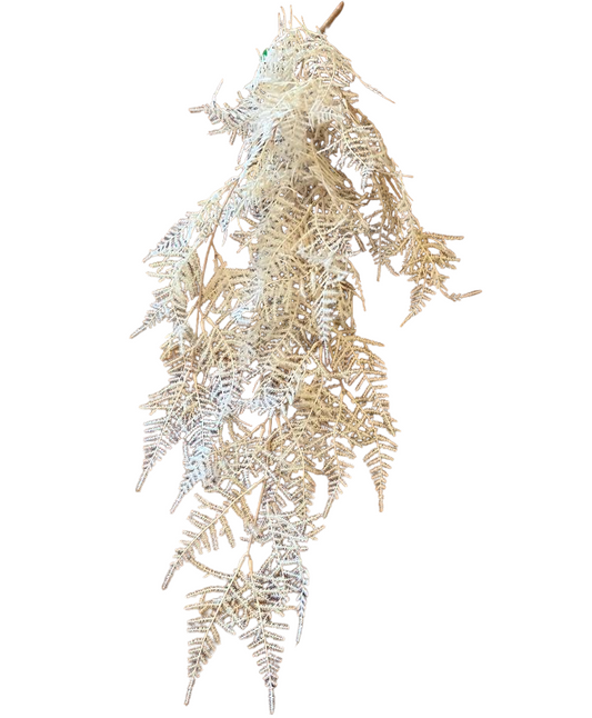 Asparagus Fern Trailing - Cream