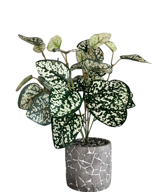 Hypoestes Phyllostachya Large Bunch With Or Without Pot