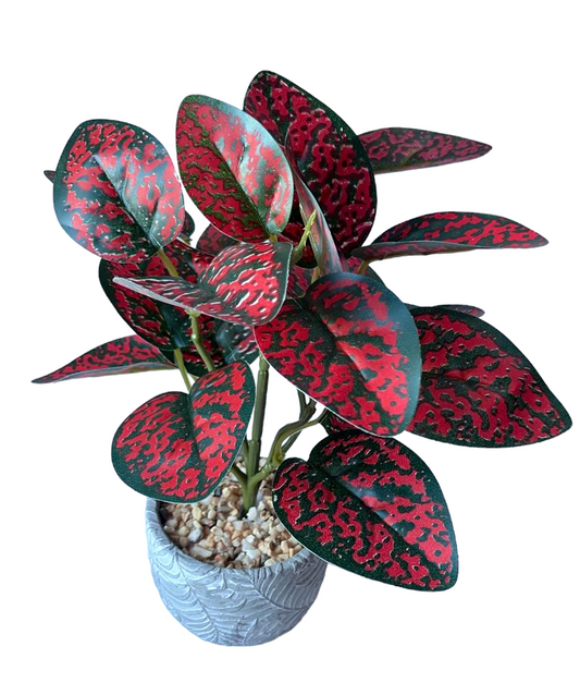 Spotted Dragon Leaf Small Bunch With Or Without Pot