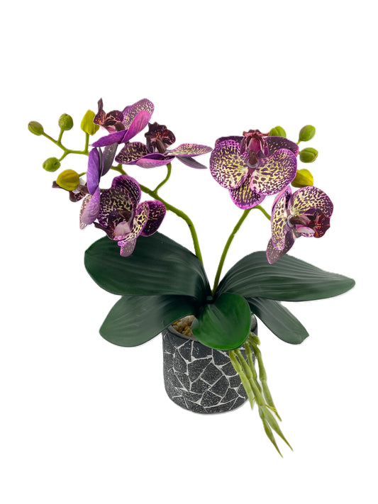 2 Stem Mini Phal Orchid Arrangement - Purple Spots in Pot