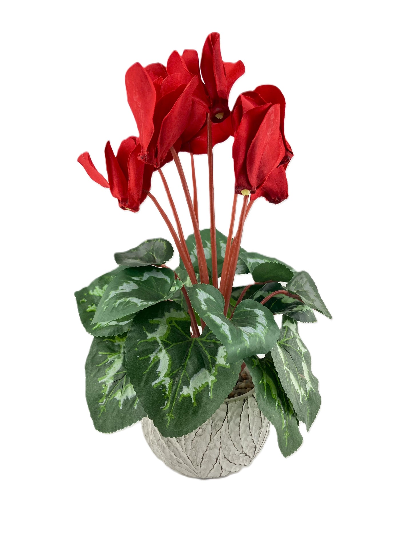 Red Cyclamen in Round Oakland Pot