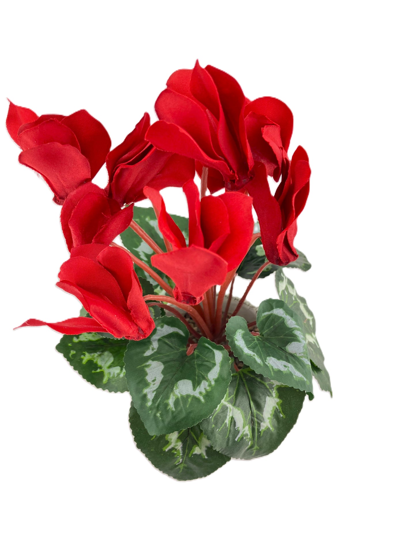 Red Cyclamen in Round Oakland Pot