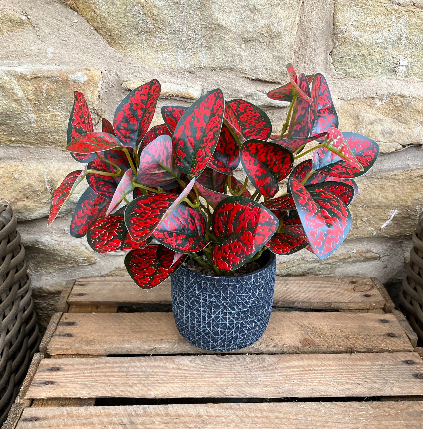 Spotted Dragon Leaf Large Bunch With Or Without Pot