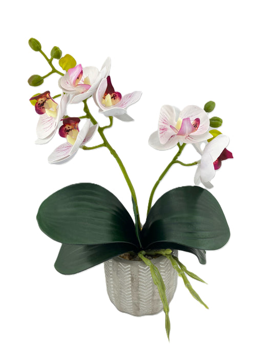 2 Stem Mini Phal Orchid Arrangement - Subtle Pink in Pot