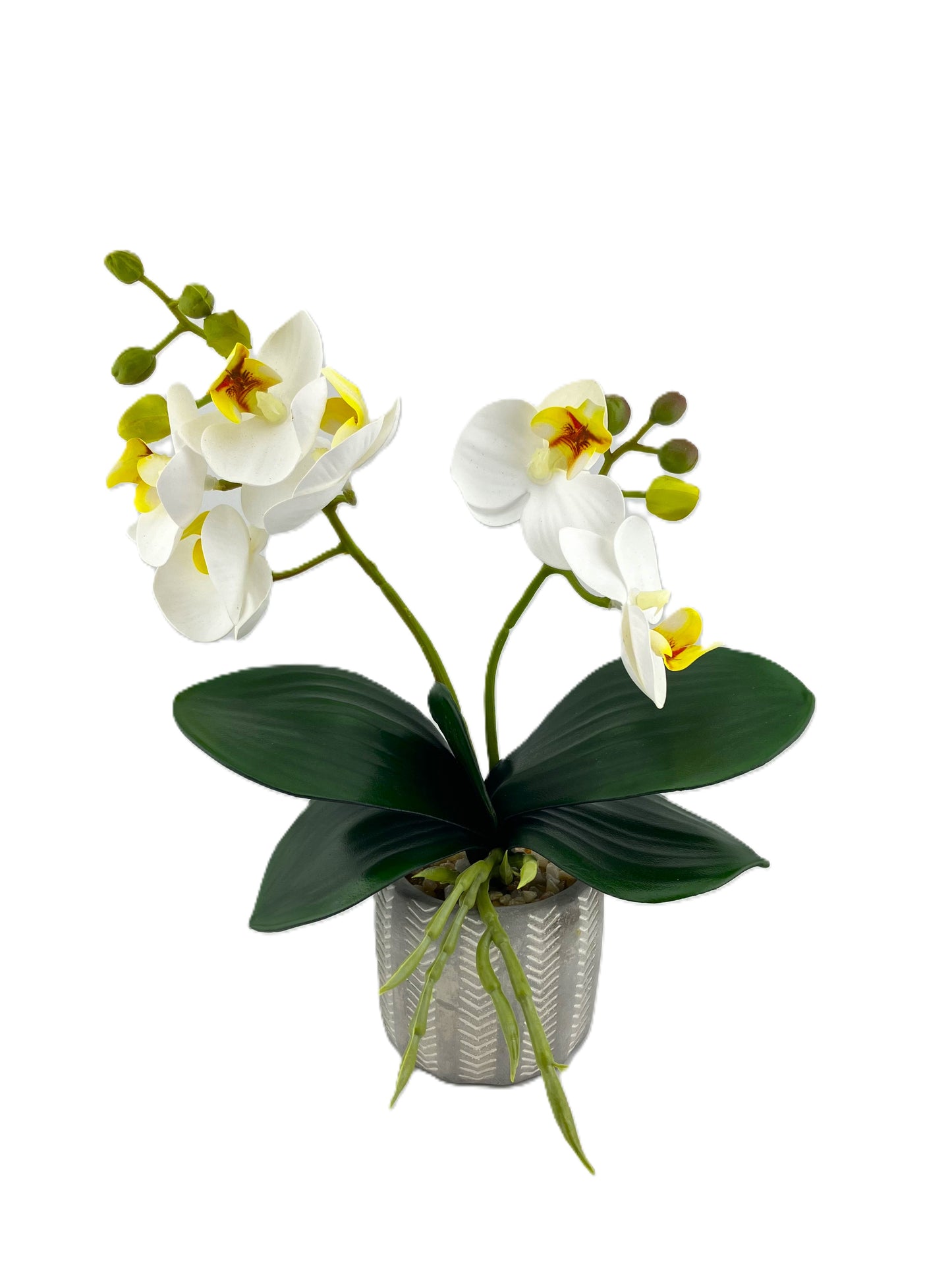 2 Stem Mini Phal Orchid Arrangement - Ivory in Pot