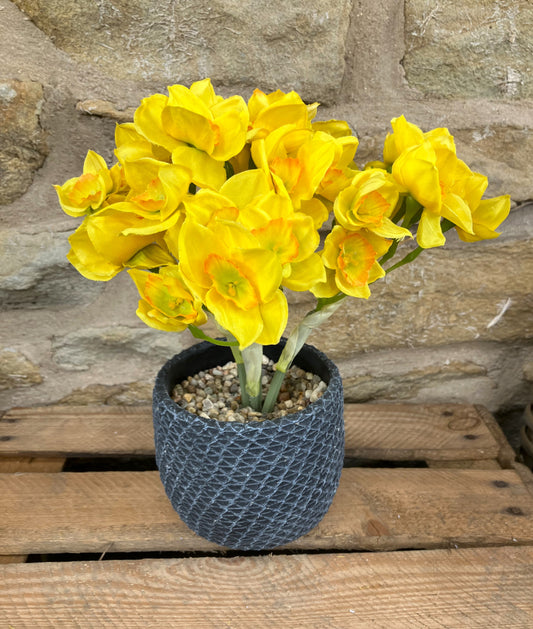 Yellow Narcissus in Charcoal Round Bottom Mesh Clay Pot