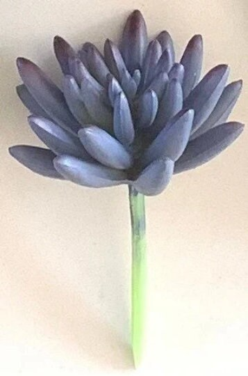 Succulent Mix X3 In Wooden Pot